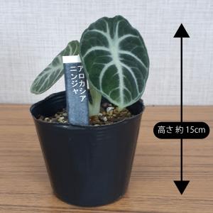 アロカシア ニンジャ 観葉植物 珍しい品種 希...の詳細画像2