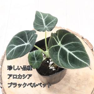 アロカシアセット 吉本花城園 【セール品】超お得セット！アロカシア 5品種