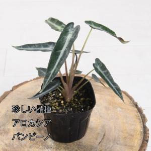 吉本花城園 爆買 アロカシア ニンジャ 観葉植物 珍しい品種 希少 3号