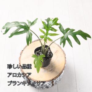 アロカシア ブランキフォリア 観葉植物 珍しい品...の商品画像