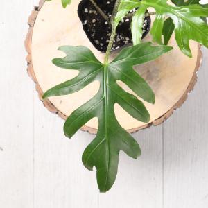 アロカシア ブランキフォリア 観葉植物 珍しい...の詳細画像1