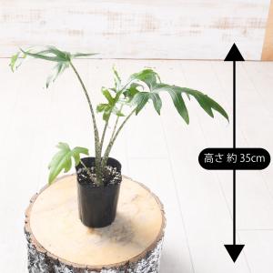 アロカシア ブランキフォリア 観葉植物 珍しい...の詳細画像2