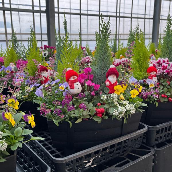 予約品 12月上旬より順次発送 チェッカーベリーのクリスマス寄せ植え プレゼント ギフト コニファー...