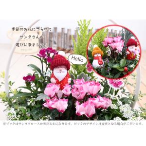 爆買 【予約品 12月上旬より順次発送】コニフ...の詳細画像1