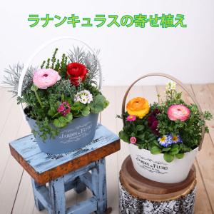 2月下旬からお届け 寄せ植え バスケット ラナン...の商品画像