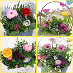 2月下旬からお届け 寄せ植え バスケット ラナ...の詳細画像1