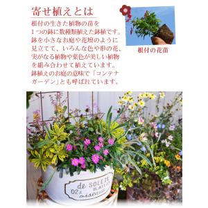 2月下旬からお届け 寄せ植え バスケット ラナ...の詳細画像3