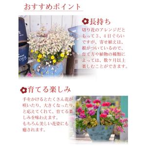 2月下旬からお届け 寄せ植え バスケット ラナ...の詳細画像4