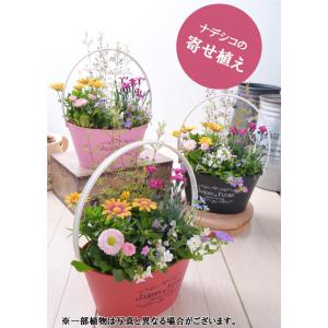 寄せ植え バスケット ナデシコ ダイアンサス パープルウェディング ラベンダー 玄関 店舗前の花飾りに プレゼントやギフトにもおすすめ 鉢花 花苗｜kajoen