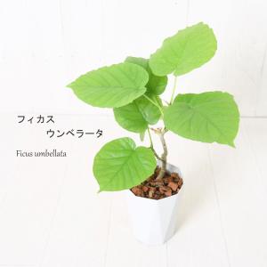 1000円ポッキリ! 観葉植物 フィカス・ウンベ...の商品画像