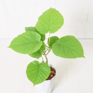 1000円ポッキリ! 観葉植物 フィカス・ウン...の詳細画像2