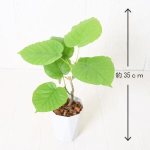 1000円ポッキリ! 観葉植物 フィカス・ウン...の詳細画像3