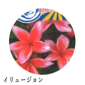 ジャングルジャックス プルメリア 7号鉢 南国...の詳細画像2