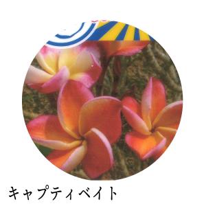 ジャングルジャックス プルメリア 7号鉢 南国...の詳細画像3
