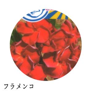 ジャングルジャックス プルメリア 7号鉢 南国...の詳細画像4