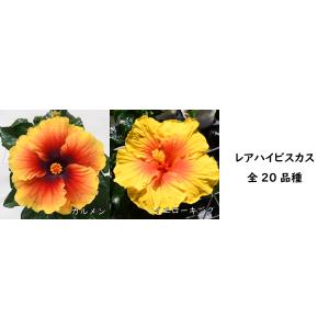 珍しい花色 選べる20品種 レアハイビスカス ...の詳細画像3