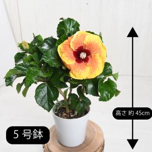 珍しい花色 選べる20品種 レアハイビスカス ...の詳細画像4
