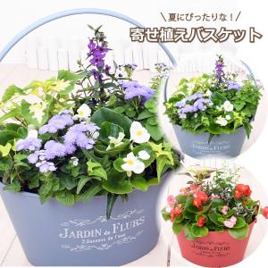 【予約品 7月上旬よりお届け】夏の寄せ植え バスケット ベゴニア アンゲロニア 玄関 店舗前の花飾りに プレゼントやギフトに 鉢花 花苗 夏の花 季節の寄せ植え