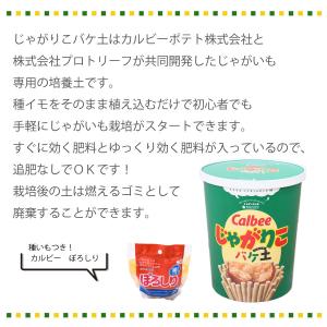 じゃがいも栽培 種芋セット カルビー じゃがり...の詳細画像4