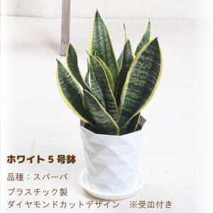 観葉植物 サンスベリア 5号 サンセベリア 受...の詳細画像2