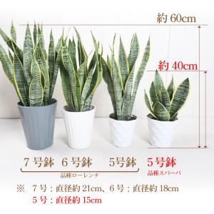 観葉植物 サンスベリア 5号 サンセベリア 受...の詳細画像3