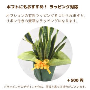 観葉植物 サンスベリア 5号 サンセベリア 受...の詳細画像5