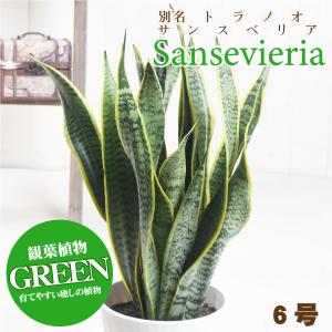 観葉植物 サンスベリア 6号 サンセベリア トラノオ 法人 個人 開店祝い 引越し祝い 育てやすい リビング オフィス 店舗事 務所 プレゼント ギフト お中元 お歳暮