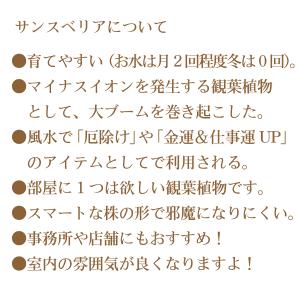 観葉植物 サンスベリア 7号 サンセベリア 受...の詳細画像1