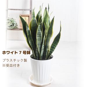 観葉植物 サンスベリア 7号 サンセベリア 受...の詳細画像2