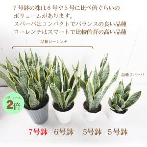 観葉植物 サンスベリア 7号 サンセベリア 受...の詳細画像5