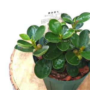 カワイイ パンダガジュマル 4号 おしゃれな観葉...の商品画像