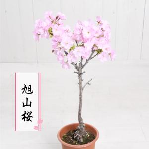 桜の苗木「旭山」一才桜 4.5号茶鉢 花1本立ち 桜 さくら 苗木 桜盆栽 自宅でお花見楽しめる♪