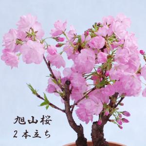 桜の苗木「旭山」一才桜 花2本立ち 7号鉢 桜 さくら 苗木 桜盆栽 自宅でお花見楽しめる♪