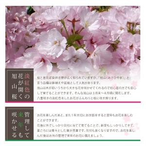 桜の苗木「旭山」一才桜 花2本立ち 7号鉢 桜...の詳細画像1