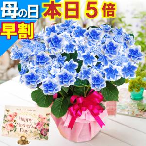 母の日 ギフト 2026 花 アジサイ 鉢植え コンペイトウブルー 紫陽花 あじさい プレゼント 園芸専門店 吉本花城園 送料無料｜FleurTown吉本花城園