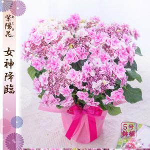 母の日 ギフト 2026 花 アジサイ 鉢植え 女神降臨 紫陽花 あじさい プレゼント 園芸専門店 吉本花城園 送料無料