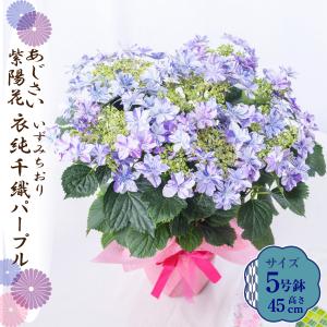 母の日 ギフト 2026 花 アジサイ 鉢植え 衣純千織 パープル 紫陽花 あじさい プレゼント 園芸専門店 吉本花城園 送料無料