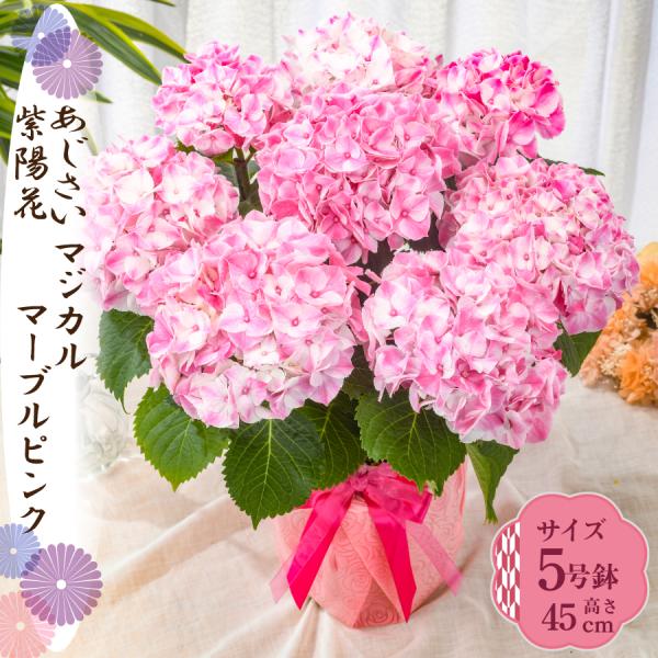 爆買 母の日 ギフト 2026 花 アジサイ 鉢植え マジカルマーブルピンク 紫陽花 あじさい プレ...