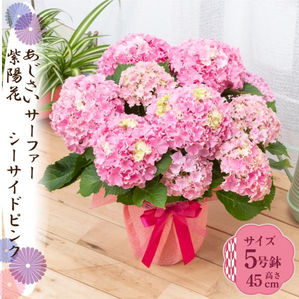 爆買 母の日 ギフト 2026 花 アジサイ 鉢植え サーファーシーサイドピンク 紫陽花 あじさい ...