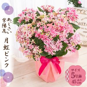 母の日 ギフト 2026 花 アジサイ 鉢植え 月虹（げっこう）ピンク 紫陽花 あじさい プレゼント 園芸専門店 吉本花城園 送料無料