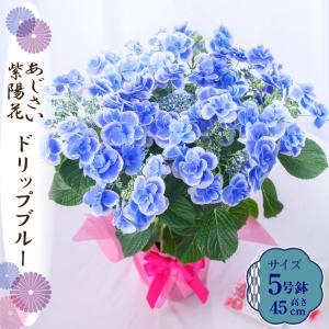 母の日 ギフト 2026 花 アジサイ 鉢植え ドリップ ブルー 紫陽花 あじさい プレゼント 園芸専門店 吉本花城園 送料無料
