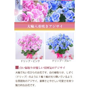母の日 ギフト 2026 花 アジサイ 鉢植え...の詳細画像3