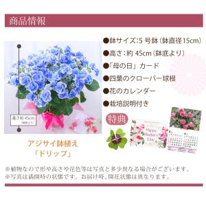 母の日 ギフト 2026 花 アジサイ 鉢植え...の詳細画像4
