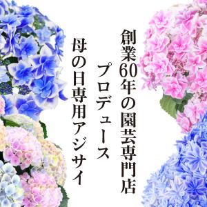 母の日 ギフト 2026 花 アジサイ 鉢植え...の詳細画像1