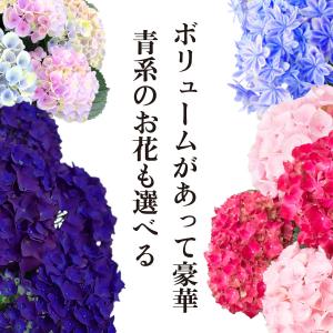 母の日 ギフト 2026 花 アジサイ 鉢植え...の詳細画像2