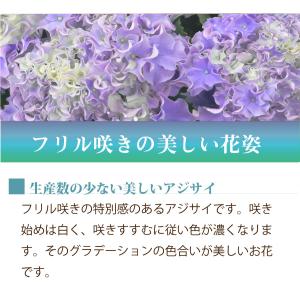 母の日 ギフト 2026 花 アジサイ 鉢植え...の詳細画像3