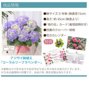 母の日 ギフト 2026 花 アジサイ 鉢植え...の詳細画像4