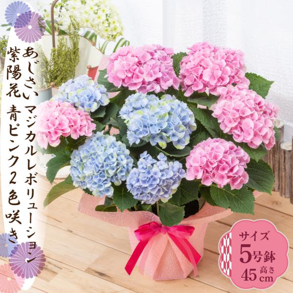 爆買 母の日 ギフト 2026 花 アジサイ 鉢植え 2色咲き青とピンク マジカルレボリューション ...