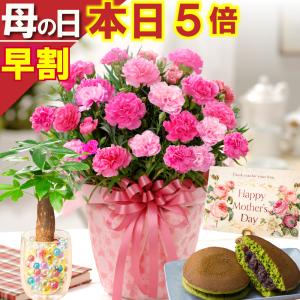 母の日 ギフト 2026 花 カーネーション プレゼント さくらもなか 鉢植え 5号 ギフト 選べる特典付き 吉本花城園 送料無料｜FleurTown吉本花城園