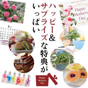 母の日 ギフト 2026 花 カーネーション ...の詳細画像2